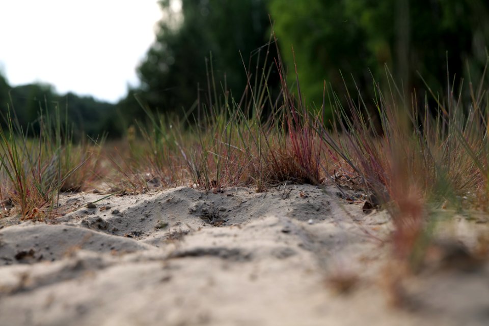Open dune Spandauer Forst near Bürgerablage 2020-06-03 12