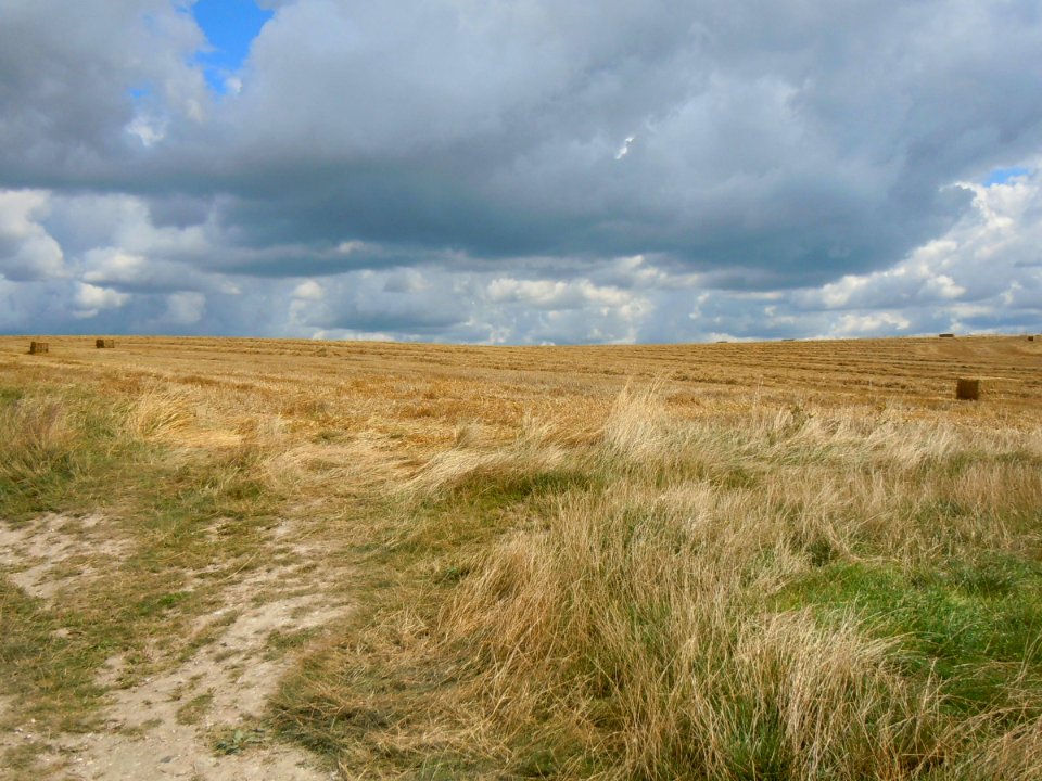Open Fields north of Saltdean (August 2014) (5)