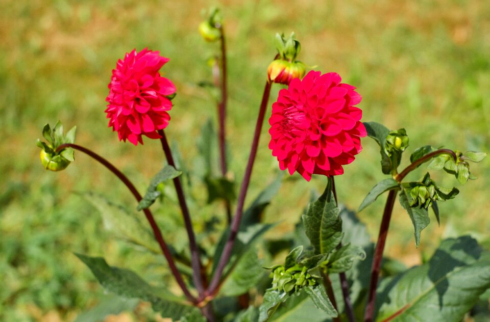 Red ornamental plant nature