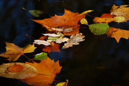 Leaves on water fall foliage colorful photo