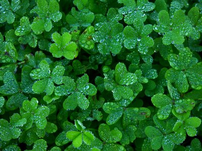 Water drops fresh