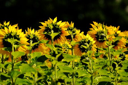 Blossom bloom yellow photo