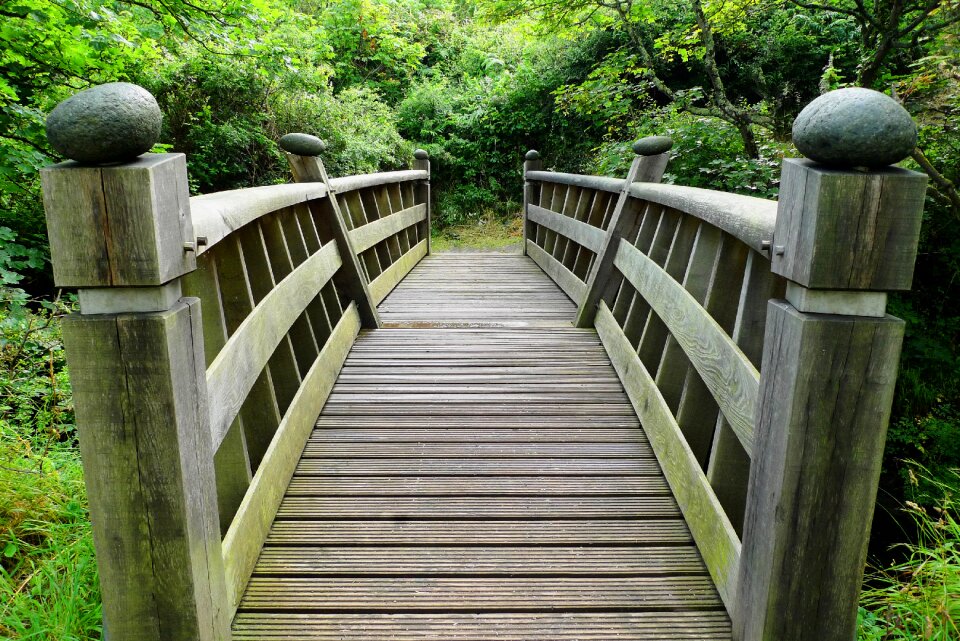 Crossing forest nature