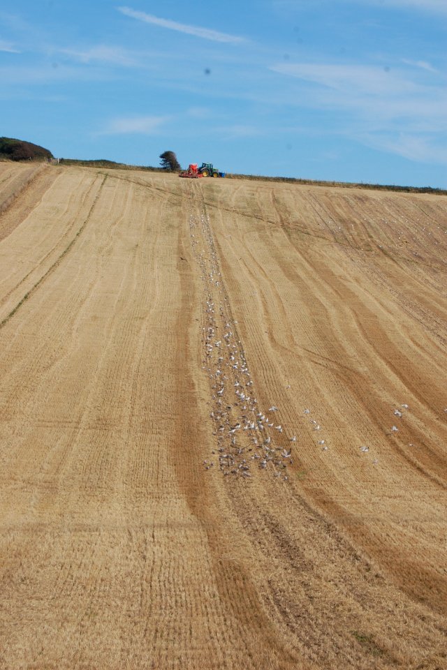 Open Land at Balsdean, Brighton (August 2019) (4)