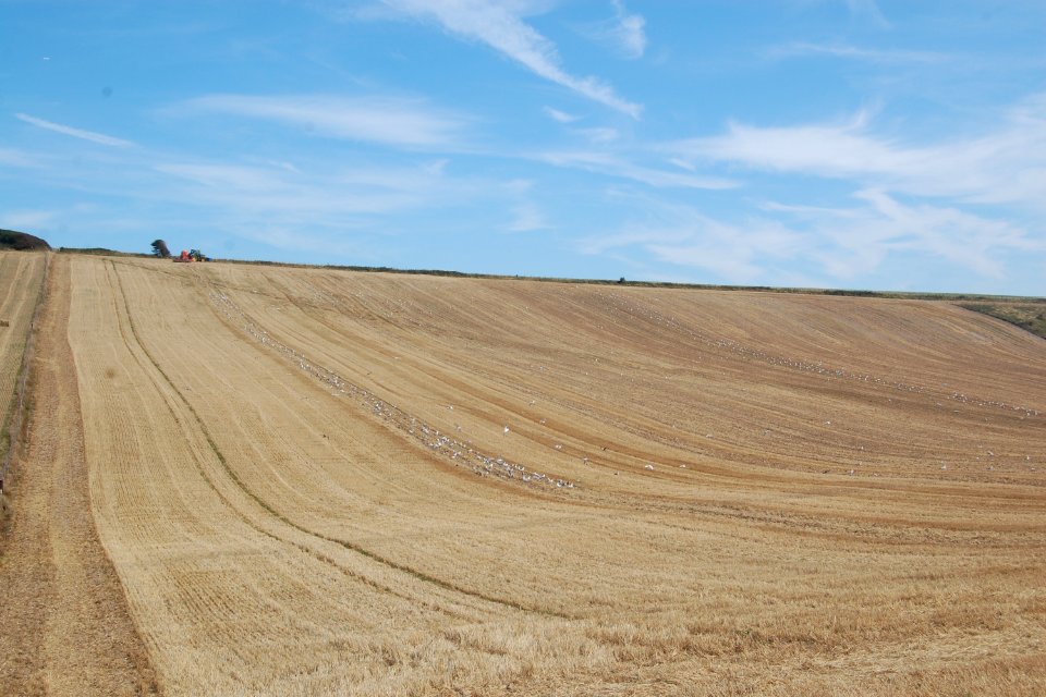 Open Land at Balsdean, Brighton (August 2019) (3)