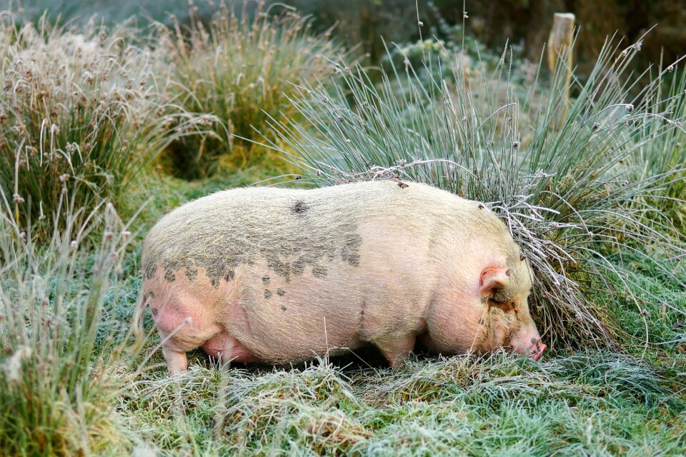 Frost morning mammal