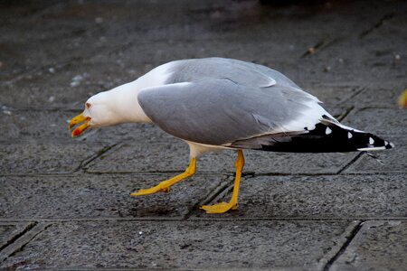 Sneak birds animal