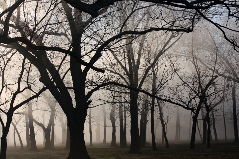 Trees landscape autumn