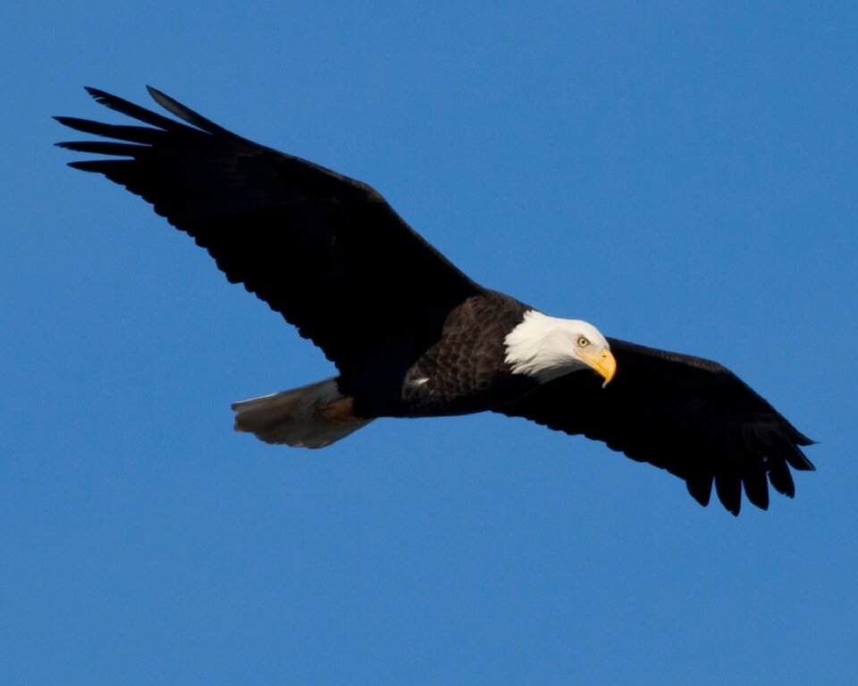 Animal flying wings