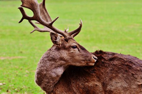 Nature young-stag red deer