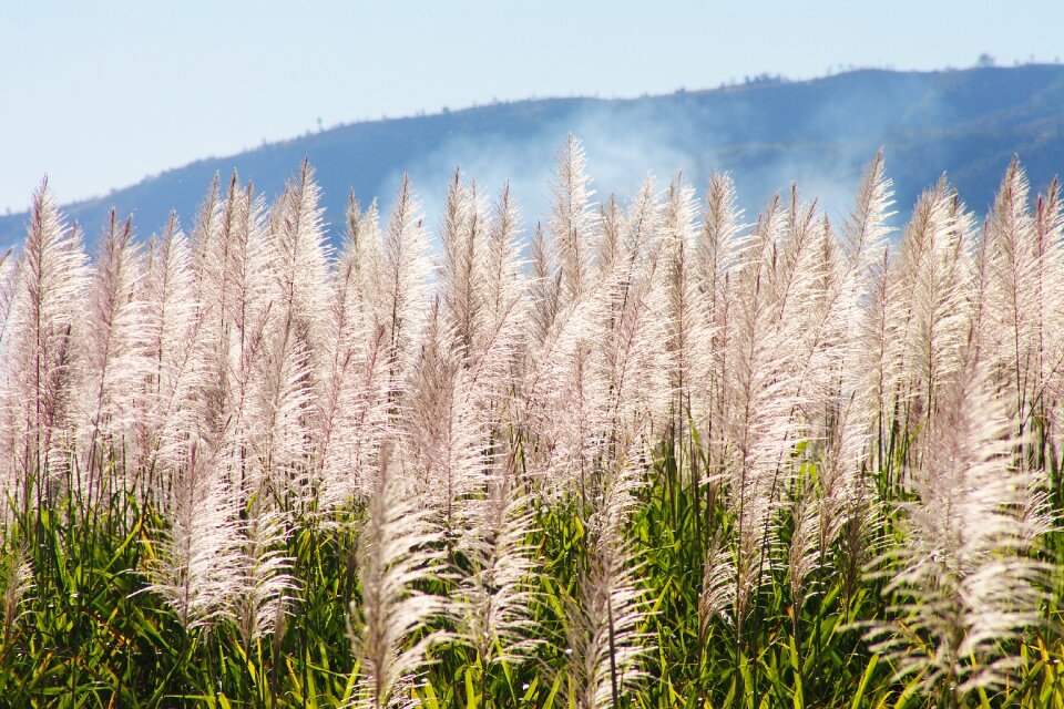 Mood landscape grass