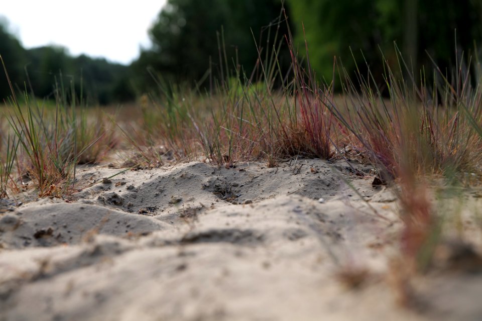 Open dune Spandauer Forst near Bürgerablage 2020-06-03 14