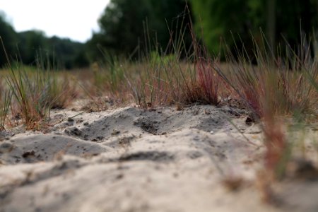 Open dune Spandauer Forst near Bürgerablage 2020-06-03 14