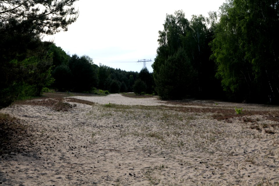 Open dune Spandauer Forst near Bürgerablage 2020-06-03 01