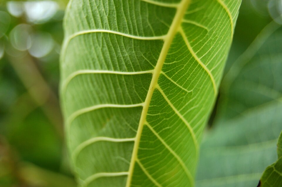 Green leaf plants dew