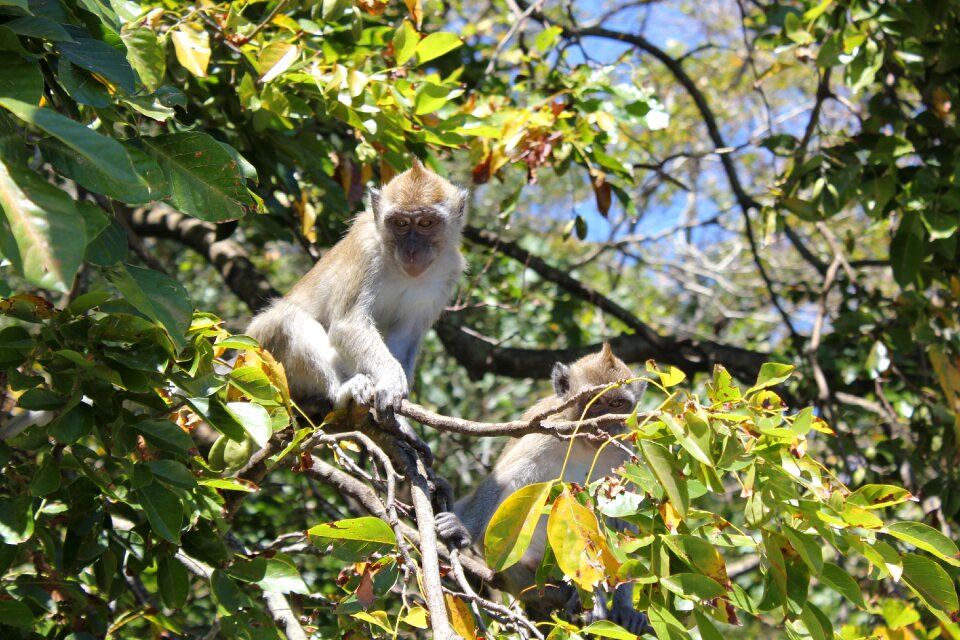 Tree nature animal