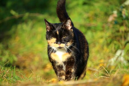 Three coloured domestic cat cat face