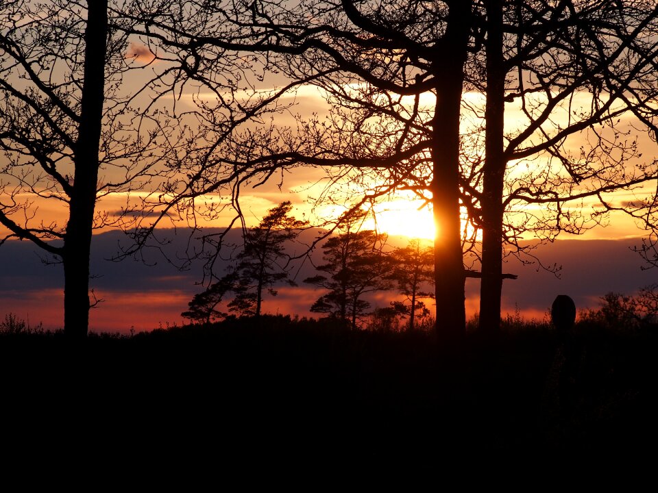 Tree beautifully silhouette
