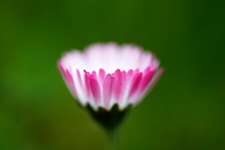 Bloom bellis philosophy red