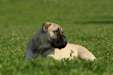 Bullmastiff dog grass photo