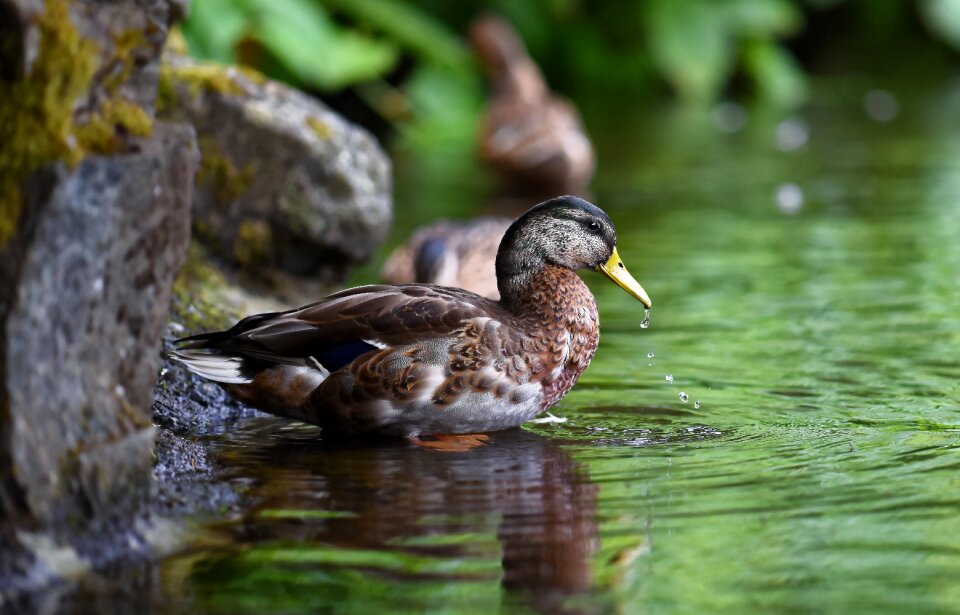 Wildlife lake water