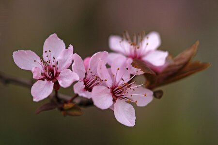 Close up branch flowering twig photo