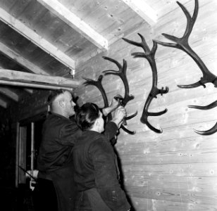 Ophangen van hertengeweien in de boswachterij Ihrige, post wingeshausen, Bestanddeelnr 254-3435
