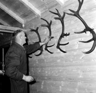 Ophangen van hertengeweien in de boswachterij Ihrige, post wingeshausen, Bestanddeelnr 254-3433