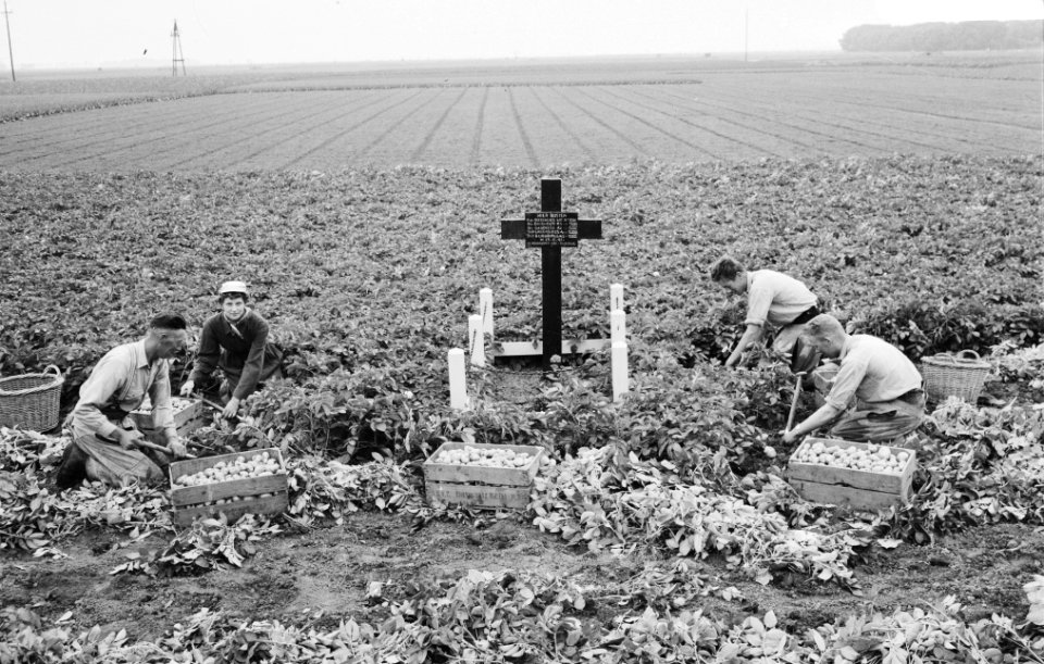 Opgravingen, graven, Bestanddeelnr 919-6815