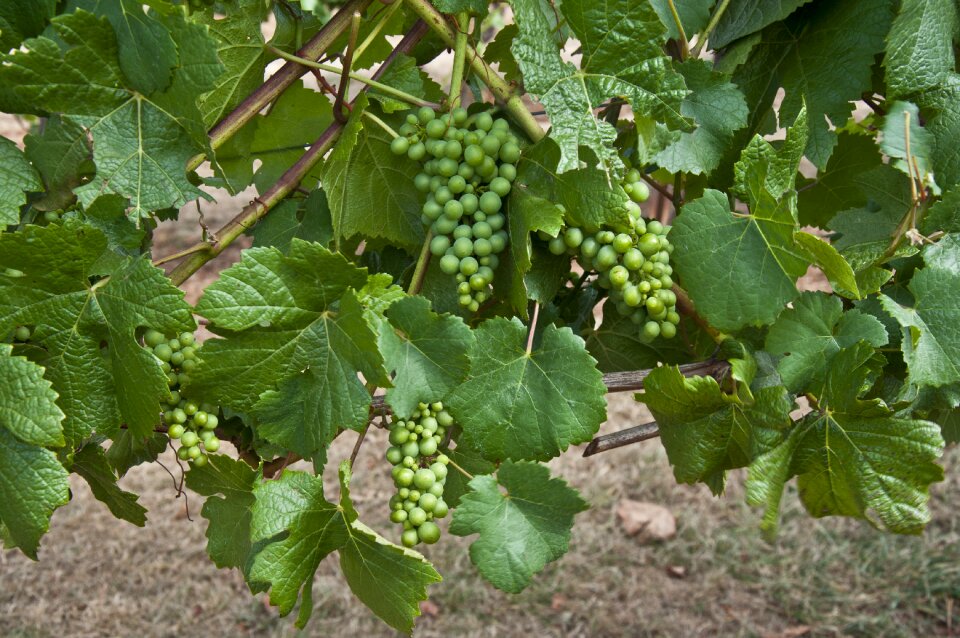 Red wine vineyard winery