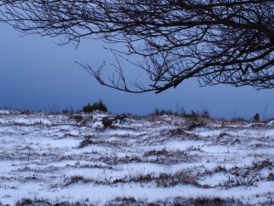 Snow landscape naked trees nature scenes