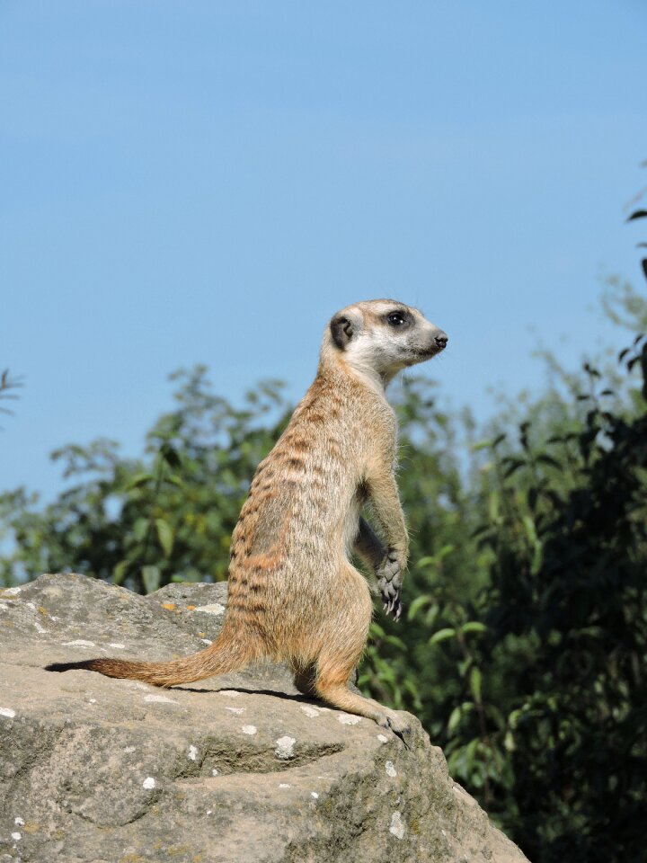 Meerkat zoo view