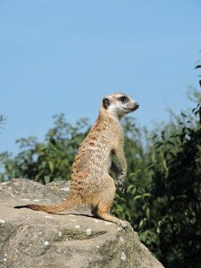 Meerkat zoo view
