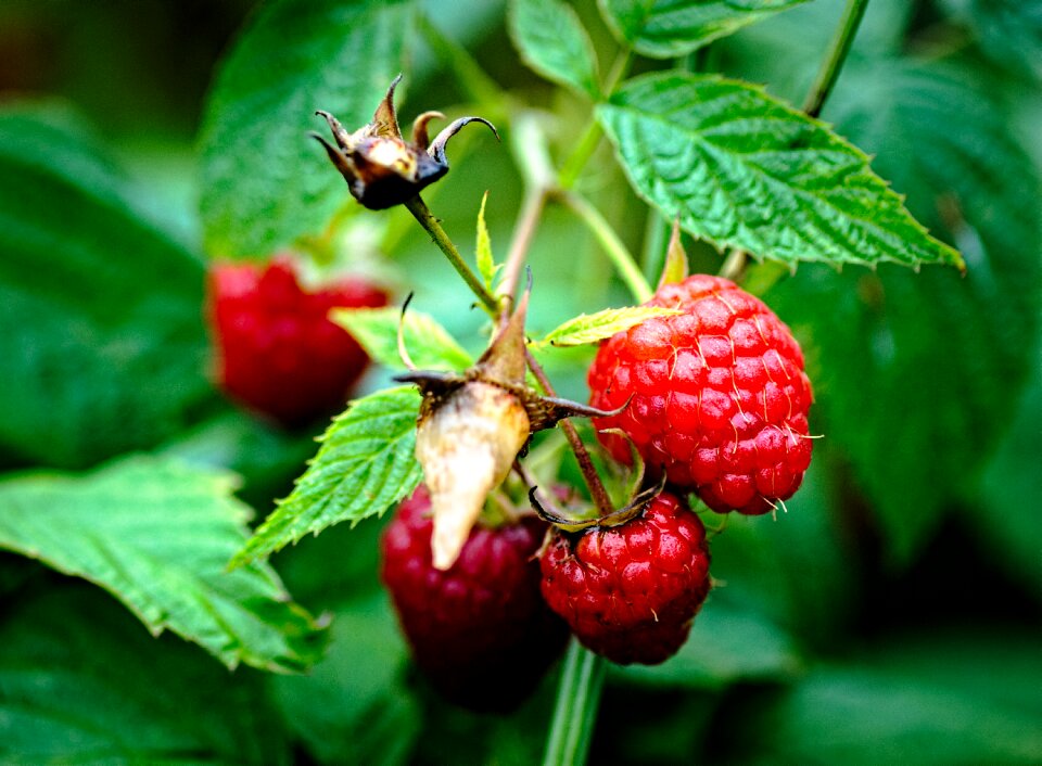 Lean delicious recipes ripe fruit