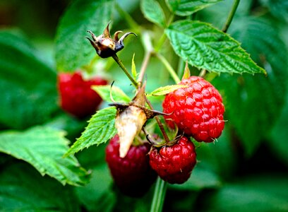 Lean delicious recipes ripe fruit