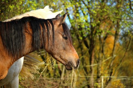 Mold horse head pasture