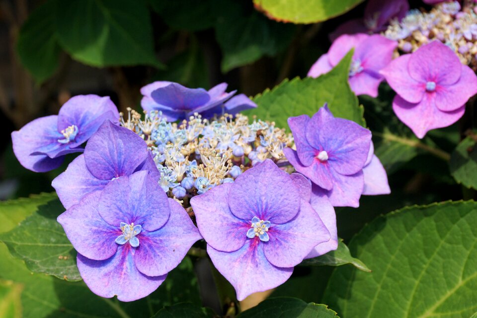 Bloom nature garden
