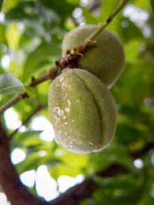 Rain drops tree unripe