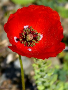Spring beauty red
