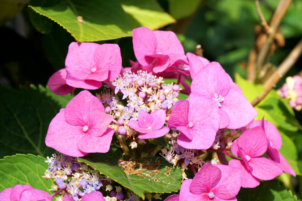 Bloom nature garden
