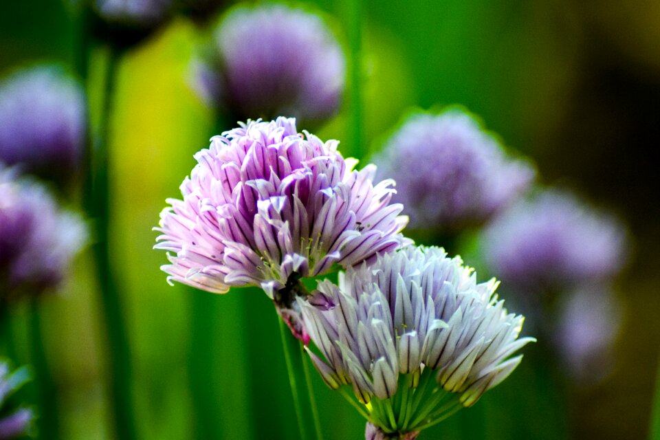 Nature blossom bloom photo