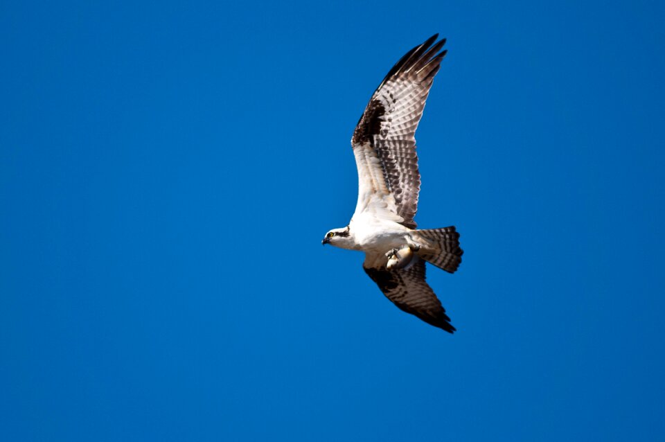 Hawk nature predator