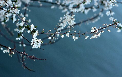 White lake blue