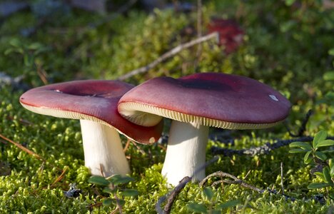 Nature cap at the foot of the