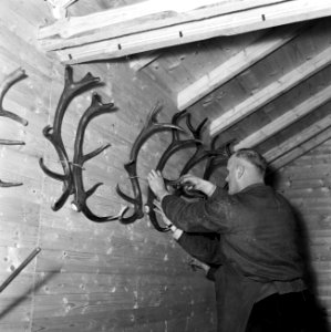 Ophangen van hertengeweien in de boswachterij Ihrige, post wingeshausen, Bestanddeelnr 254-3436