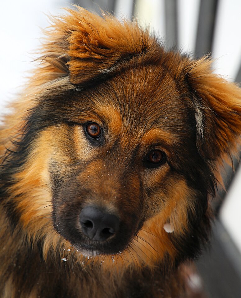 Each man's best friend pets