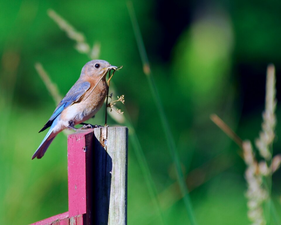 Blue bird bird birding