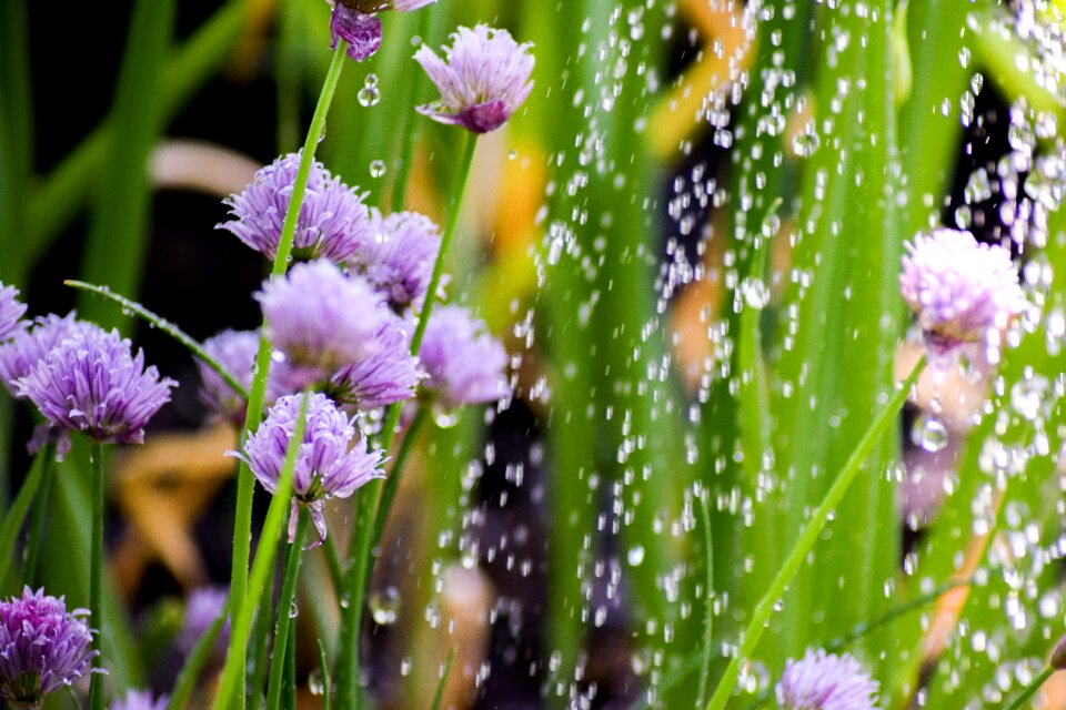 Nature blossom bloom photo