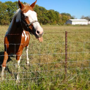 Brown cute equestrian