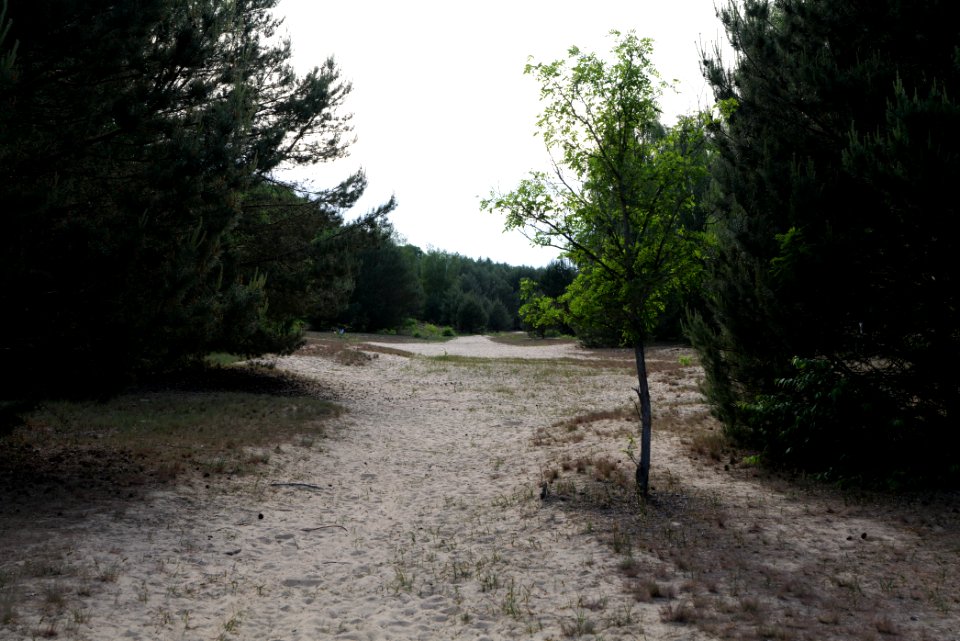 Open dune Spandauer Forst near Bürgerablage 2020-06-03 21